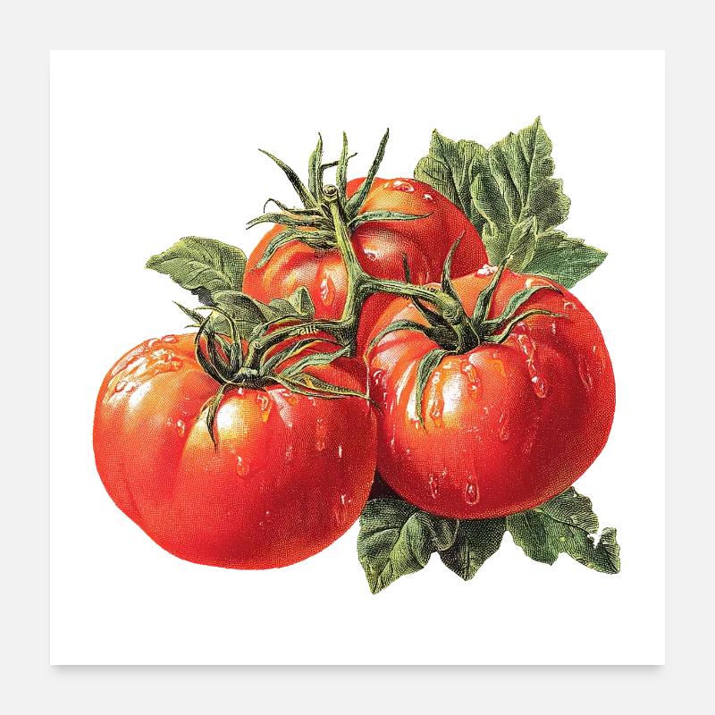 Tomato Poster 24" x 24" (60x60 cm)