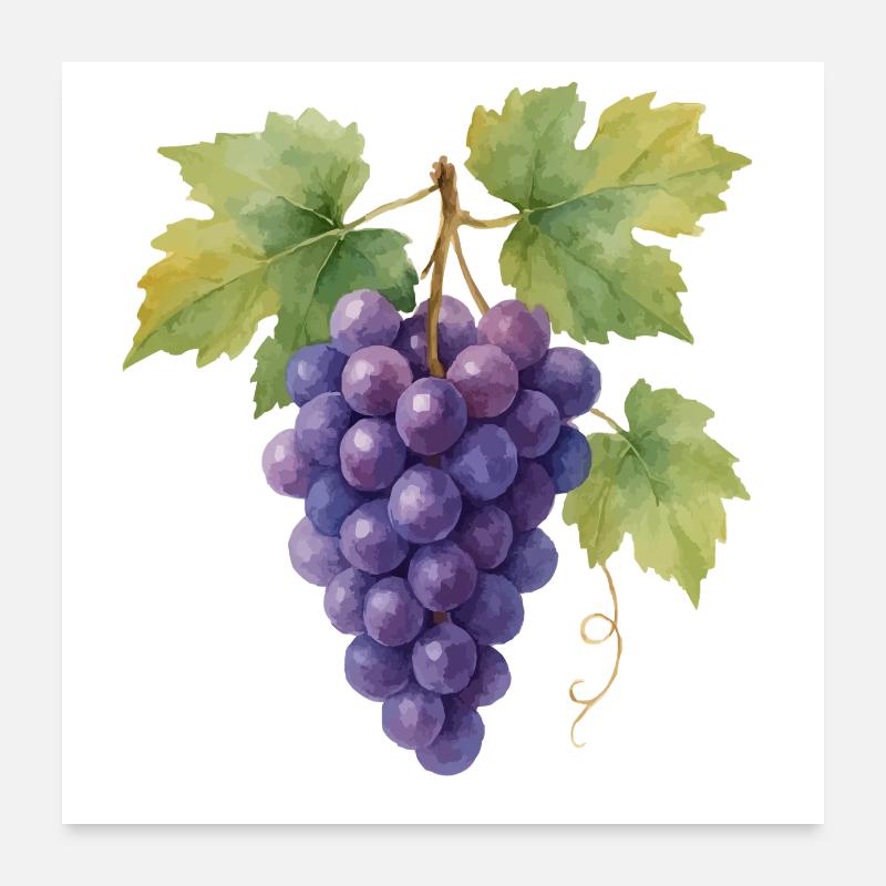 grapes Poster 24" x 24" (60x60 cm)