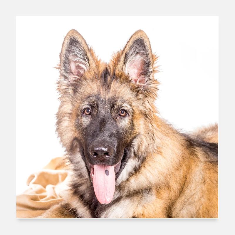 DSH 1 Poster 24" x 24" (60x60 cm)