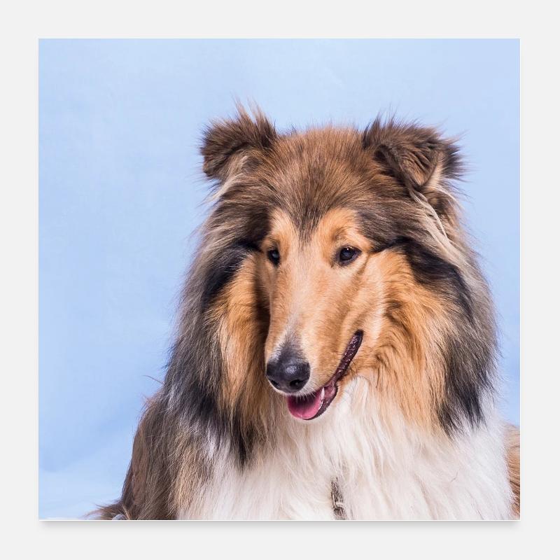 Collie 2 Poster 24" x 24" (60x60 cm)