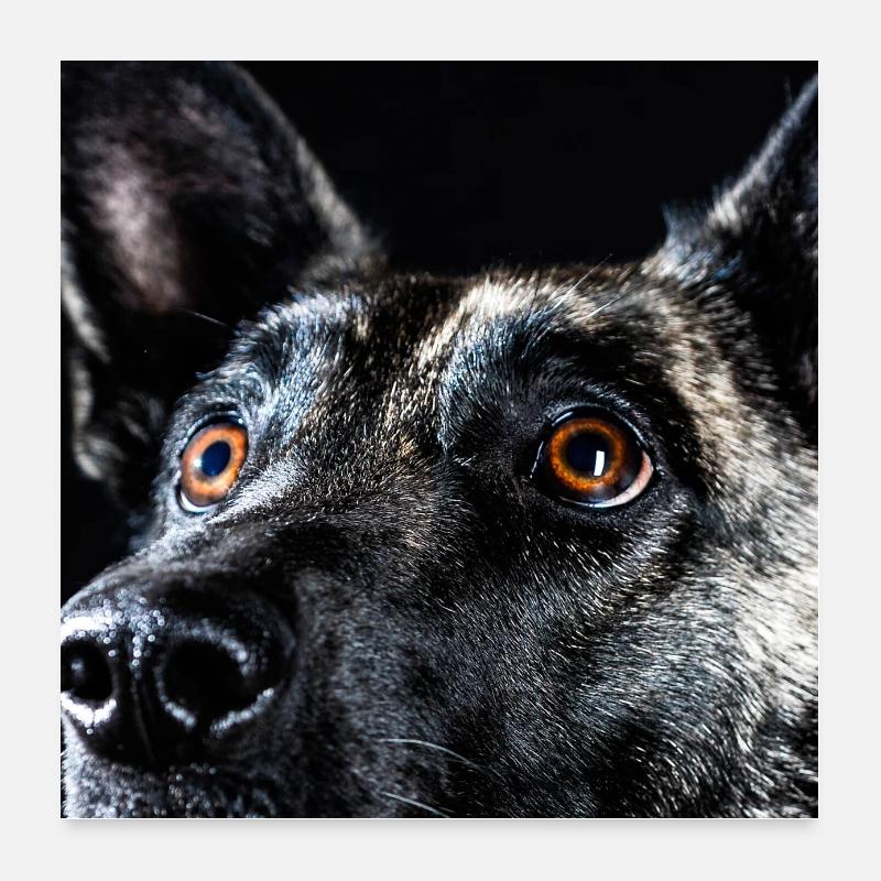 herder augen Poster 60x60 cm