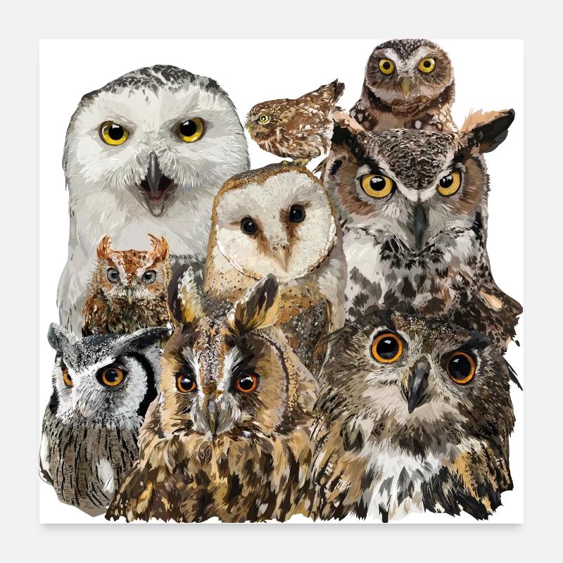 Hiboux Poster 60 x 60 cm