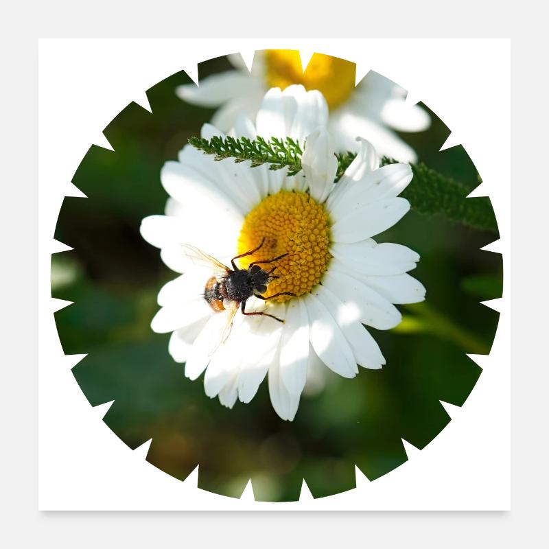 Les insectes dépendent des fleurs et vice versa Poster 60 x 60 cm