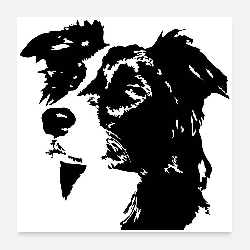 Border Collie Head Poster 60 x 60 cm