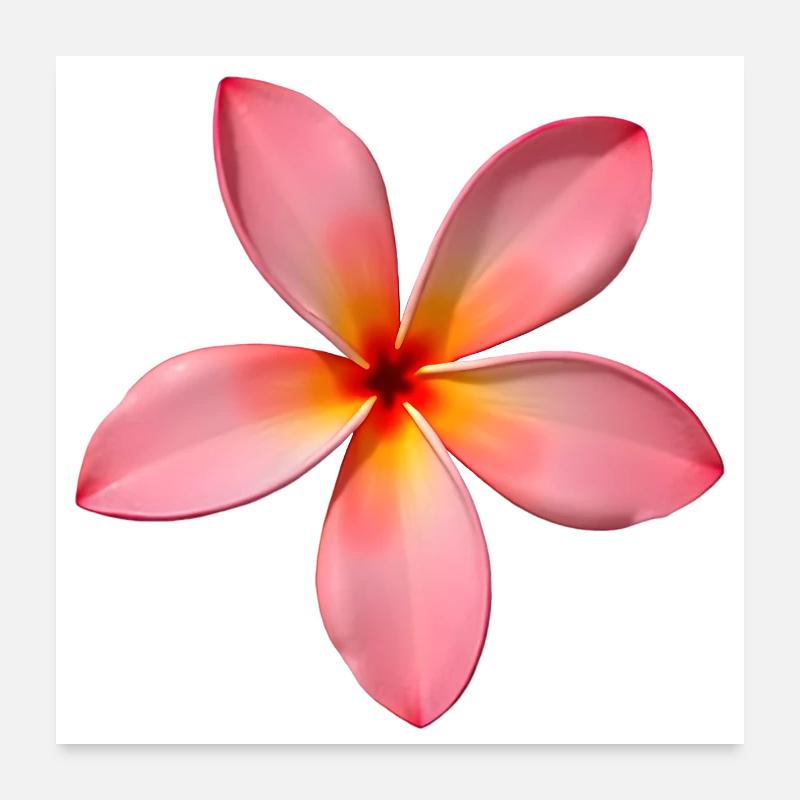 Plumeria Tempelblume Poster 60x60 cm