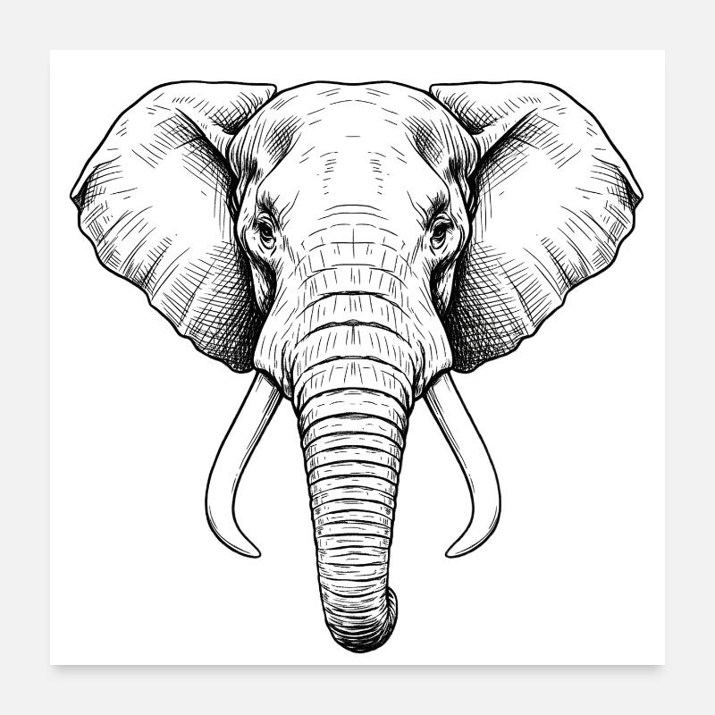 Éléphant Poster 60 x 60 cm