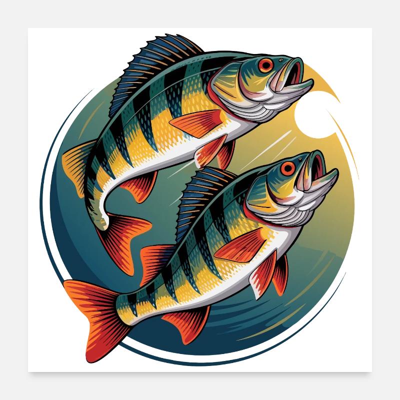 Zwei Barsche im Kreis Poster 60x60 cm