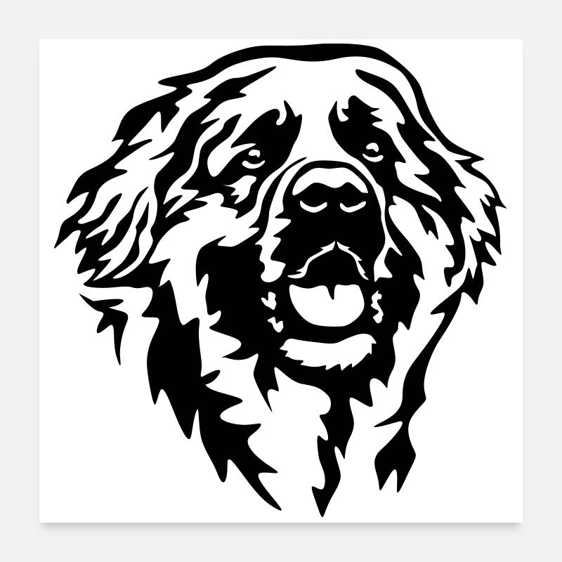 Tête de Leonberger - Poster 60 x 60 cm - blanc