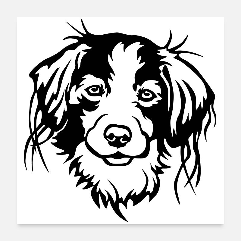 Tête de Kooikerhondje Poster 60 x 60 cm