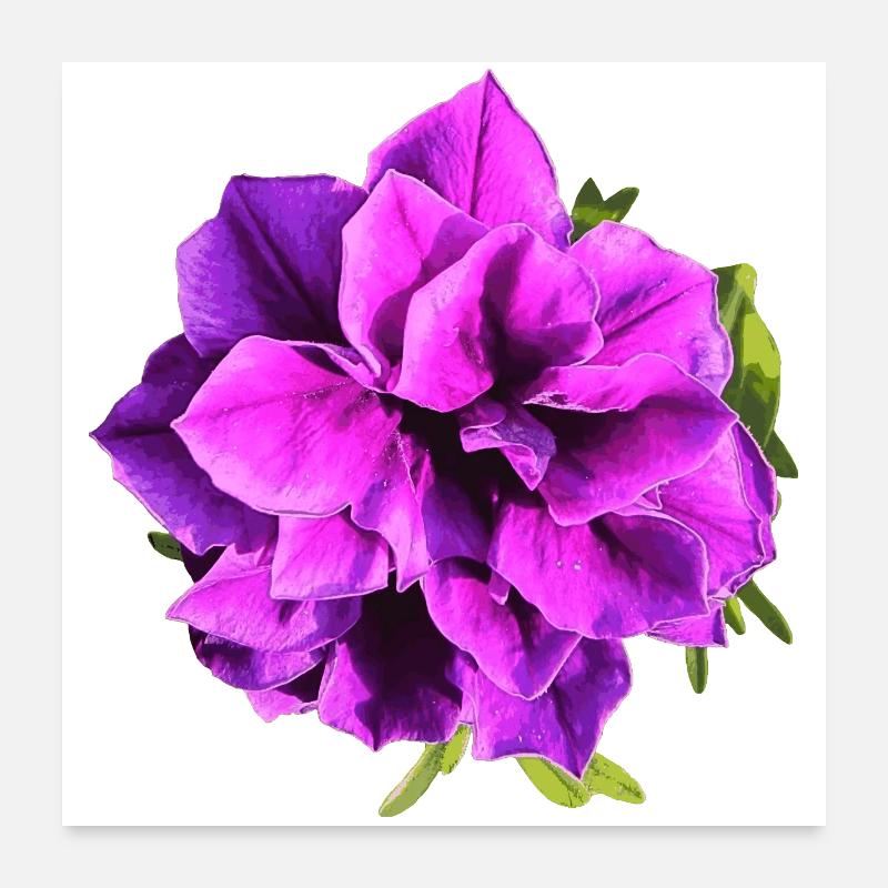Fleur de pétunia violette Poster 60 x 60 cm
