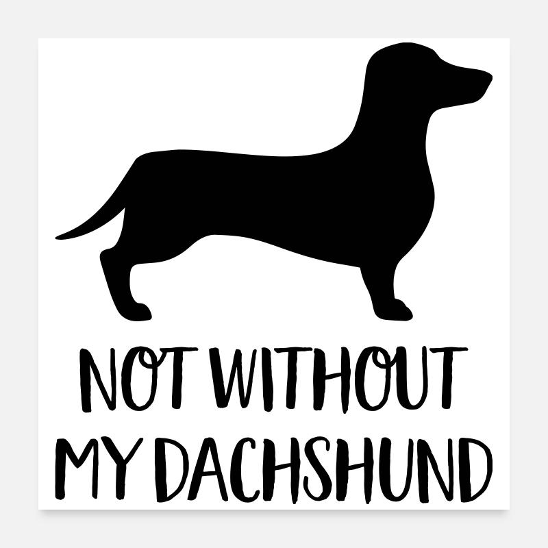 Dackel - Poster 60x60 cm - Weiß