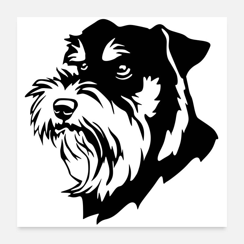 Schnauzer head - Poster 24" x 24" (60x60 cm) - white