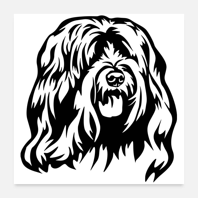 Tête de terrier tibétain Poster 60 x 60 cm