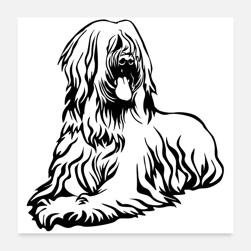 Briard - Poster 60x60 cm - Weiß