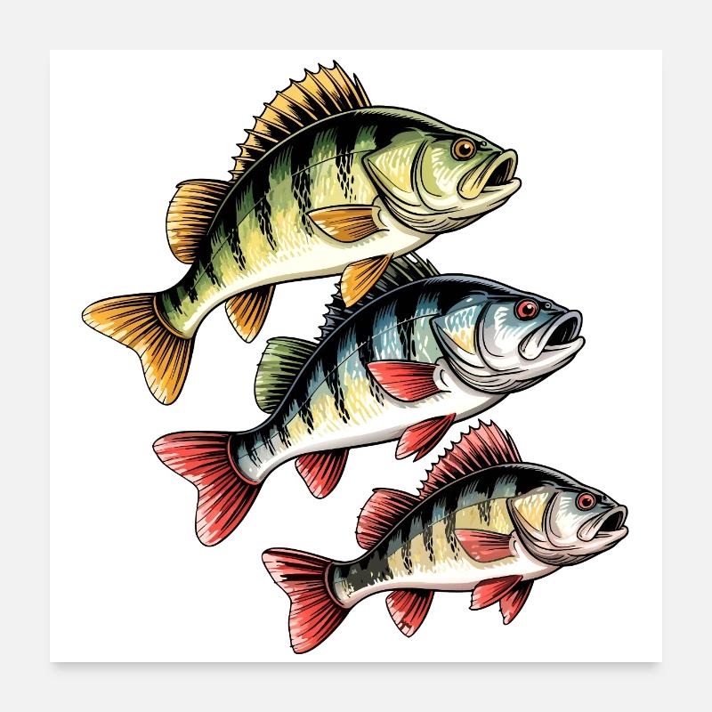 Pêche à la perche Poster 60 x 60 cm