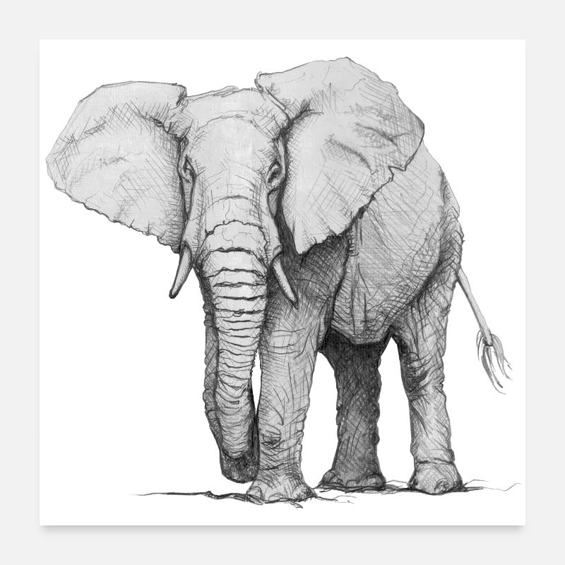 Elefant Poster 60x60 cm
