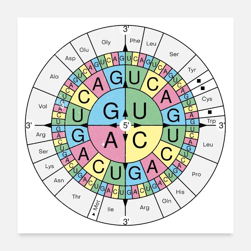 Biochemistry RNA Codon Code Sun Grunge Look - Poster 24" x 24" (60x60 cm) - white