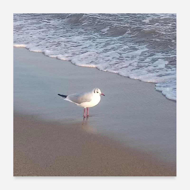 Poster oiseaux mouettes - Poster 60 x 60 cm - blanc