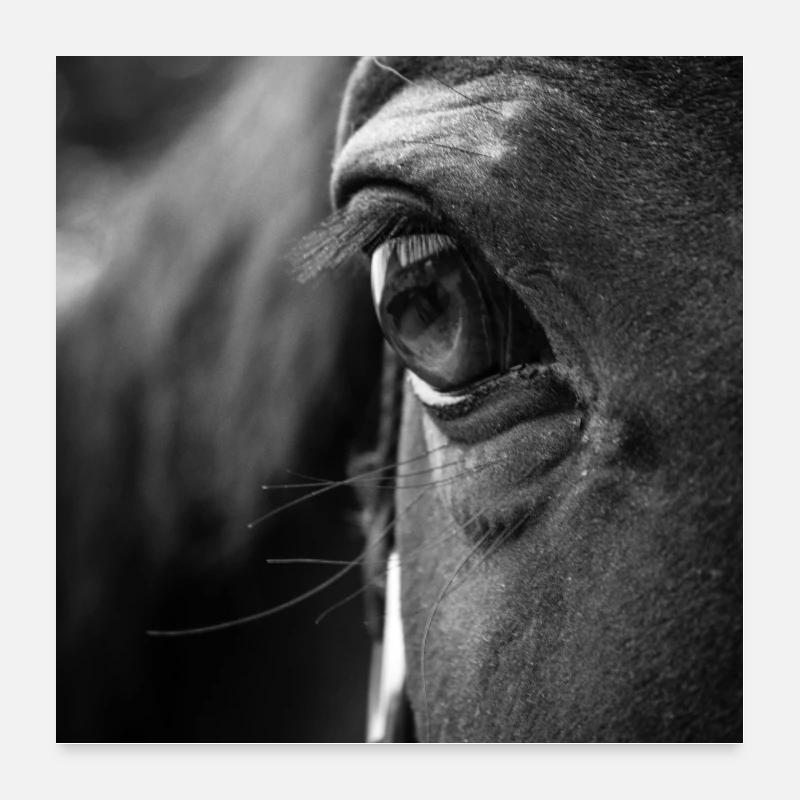 Tête de cheval Poster 60 x 60 cm