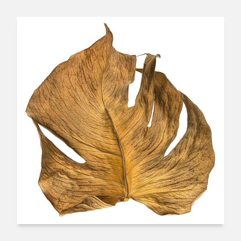 Monstera Blatt getrocknet Poster 60x60 cm