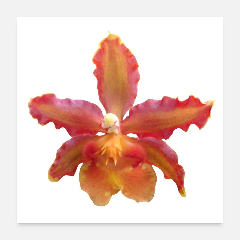 Fleur d’orchidée, Vigne d’orchidée, Fleur d’orchidée Poster 60 x 60 cm