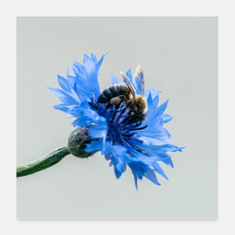 blue & bee Poster 60x60 cm
