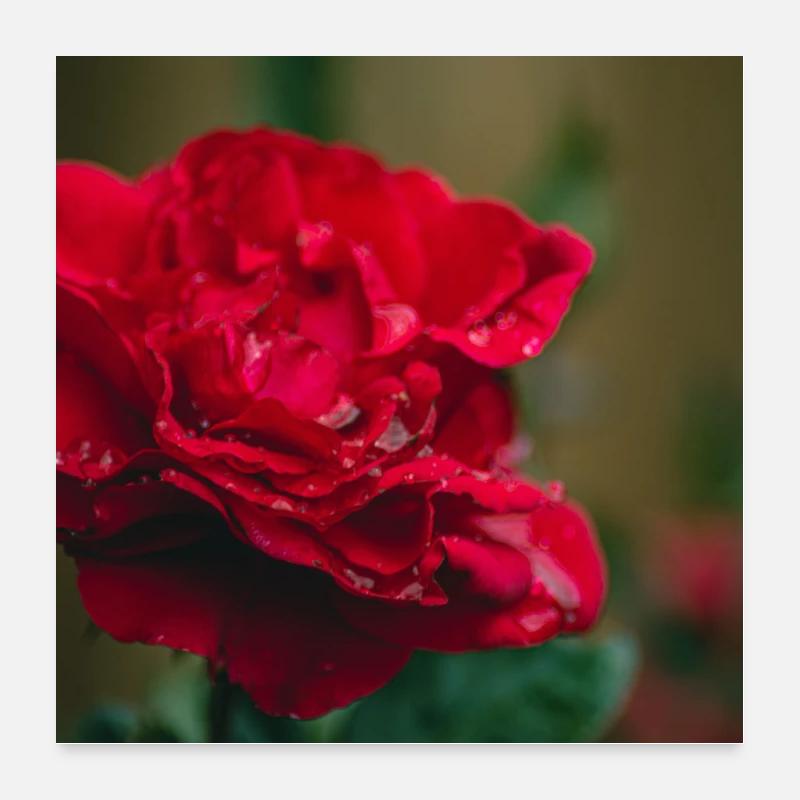 rose rouge pluvieuse Poster 60 x 60 cm