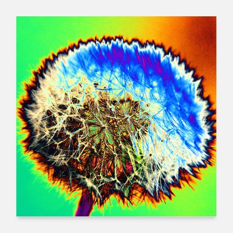 Poster - Dandelion crazy Poster 24" x 24" (60x60 cm)