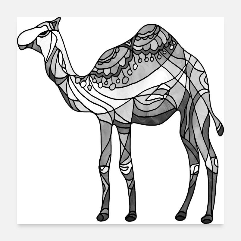 Kamel Poster 60x60 cm