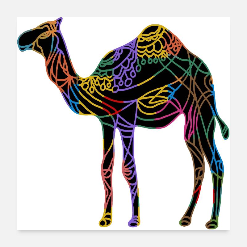 Kamel Poster 60x60 cm