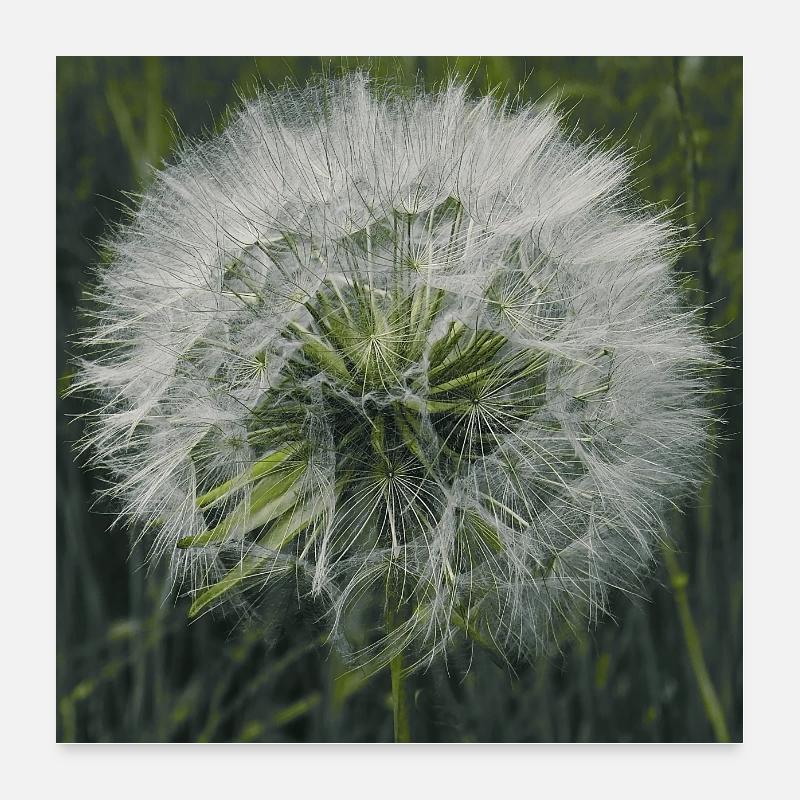 Löwenzahn. Poster 60x60 cm