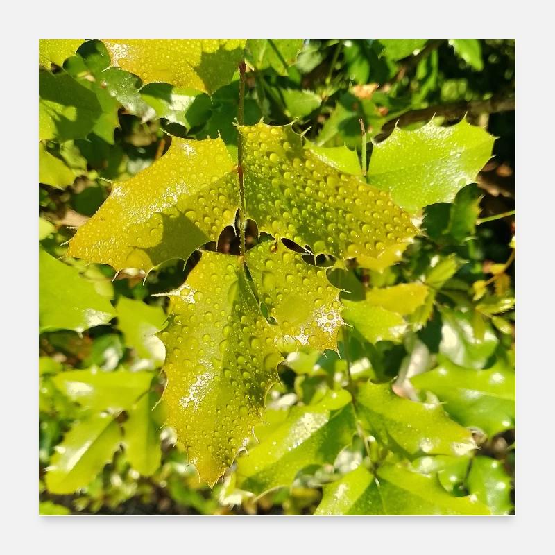 Mahonia / Warm autumn feeling Poster 60x60 cm