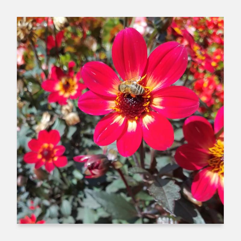 Grossfiedrige Dahlie / Bienenpflanze - Poster 60x60 cm - Weiß