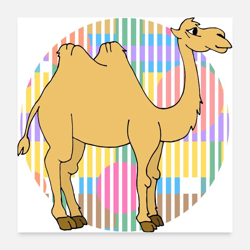 Kamel Poster 60x60 cm