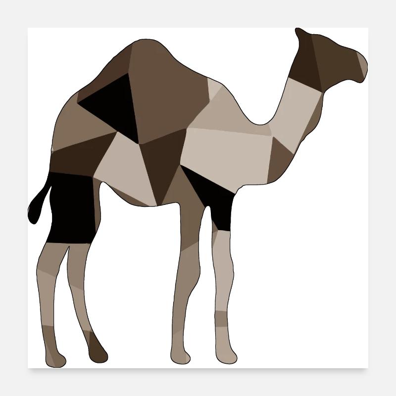 Chameau - Poster 60 x 60 cm - blanc