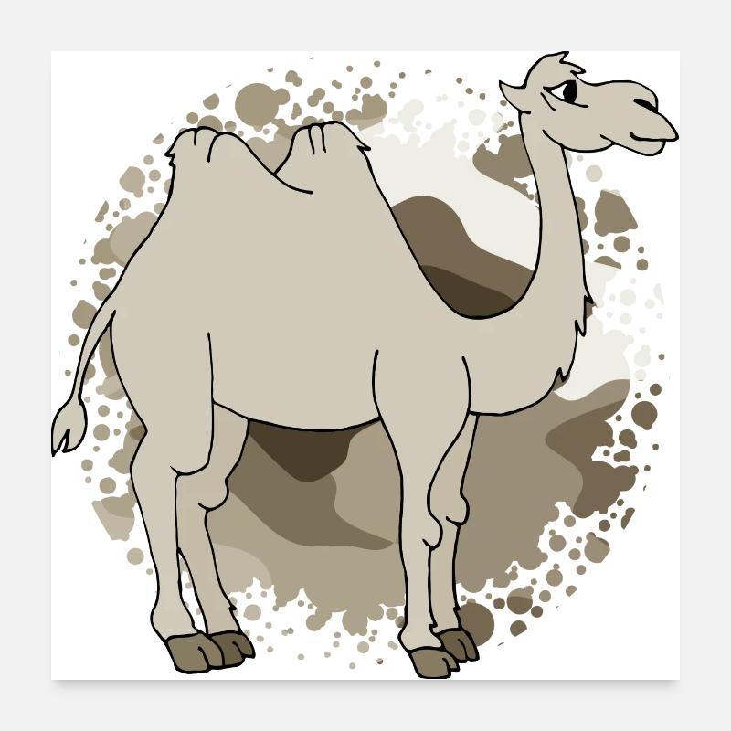 Chameau - Poster 60 x 60 cm - blanc