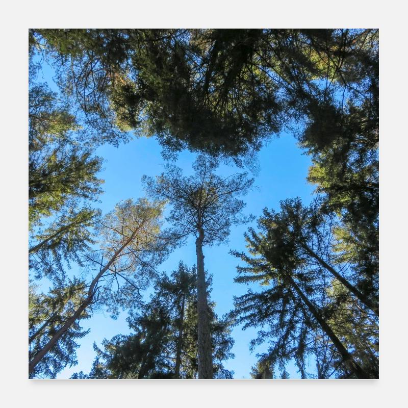 Baldaquin Poster 60 x 60 cm