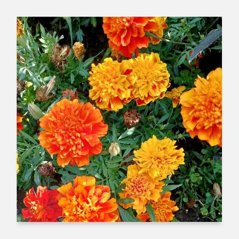 Jardin fleuri – Atmosphère colorée Poster 60 x 60 cm