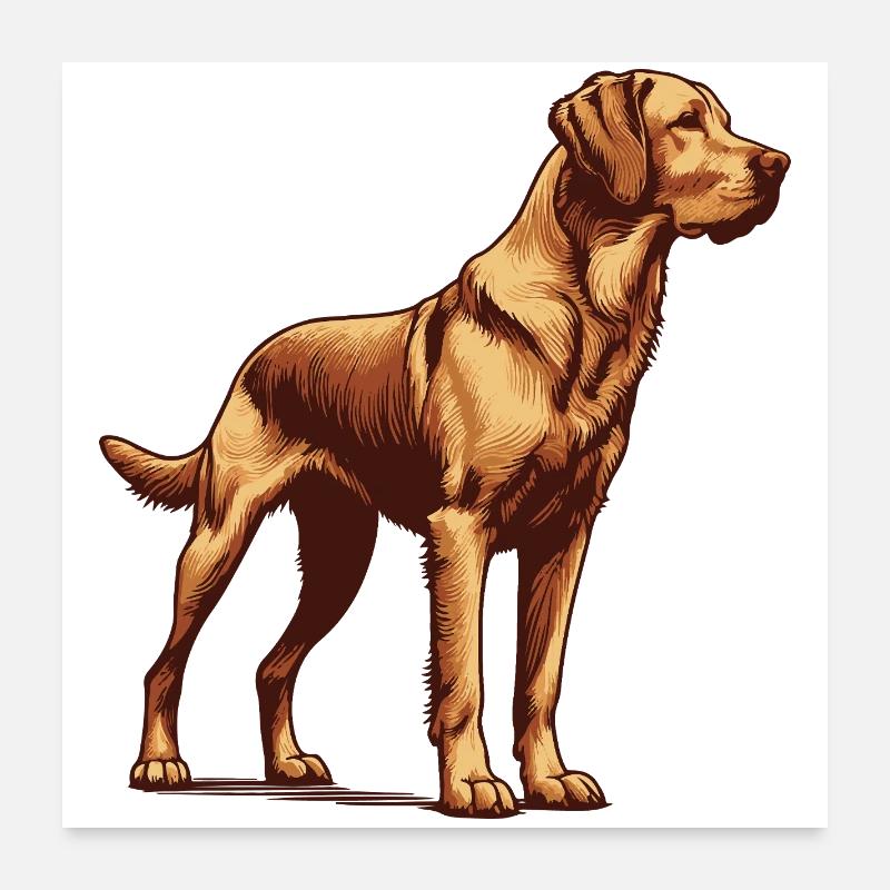 Chesapeake Bay Retriever Poster 60x60 cm