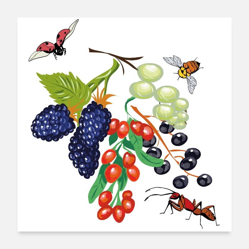 Obst mit Insekten - Poster 60x60 cm - Weiß