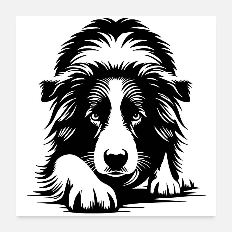 Border Collie Poster 60x60 cm