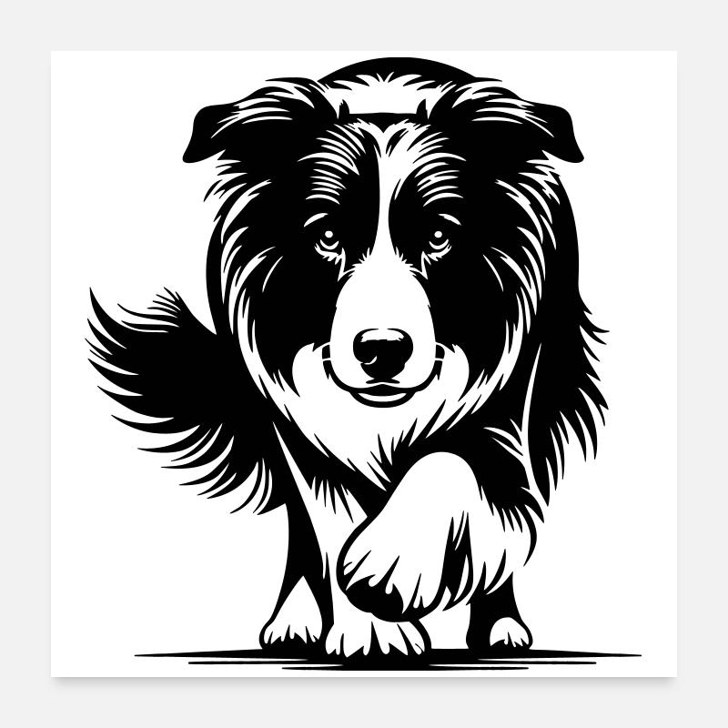 Border Collie Poster 60 x 60 cm