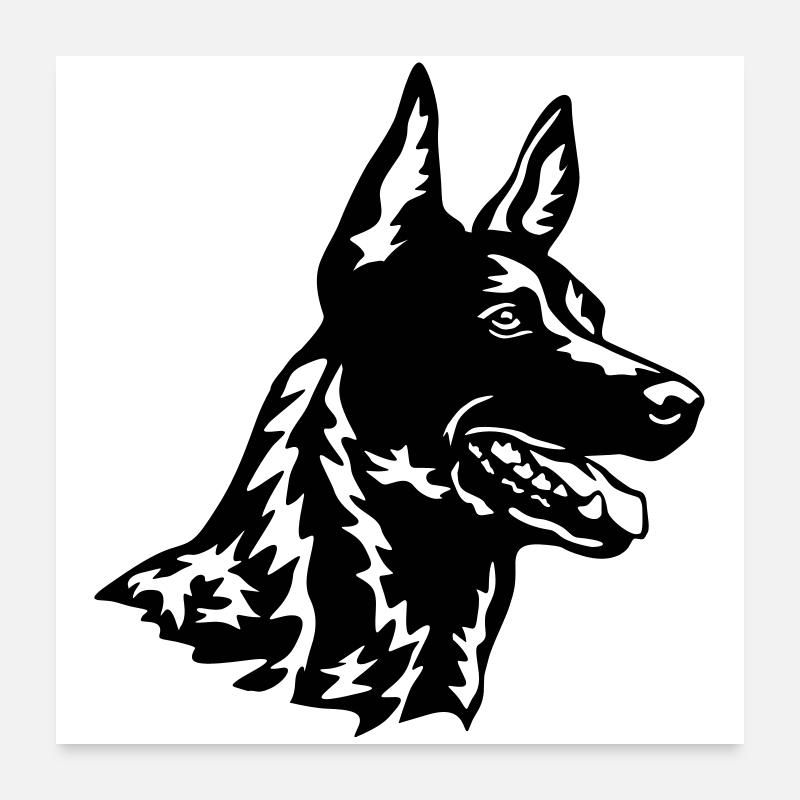 Hollandse Herder Kopf - Poster 60x60 cm - Weiß