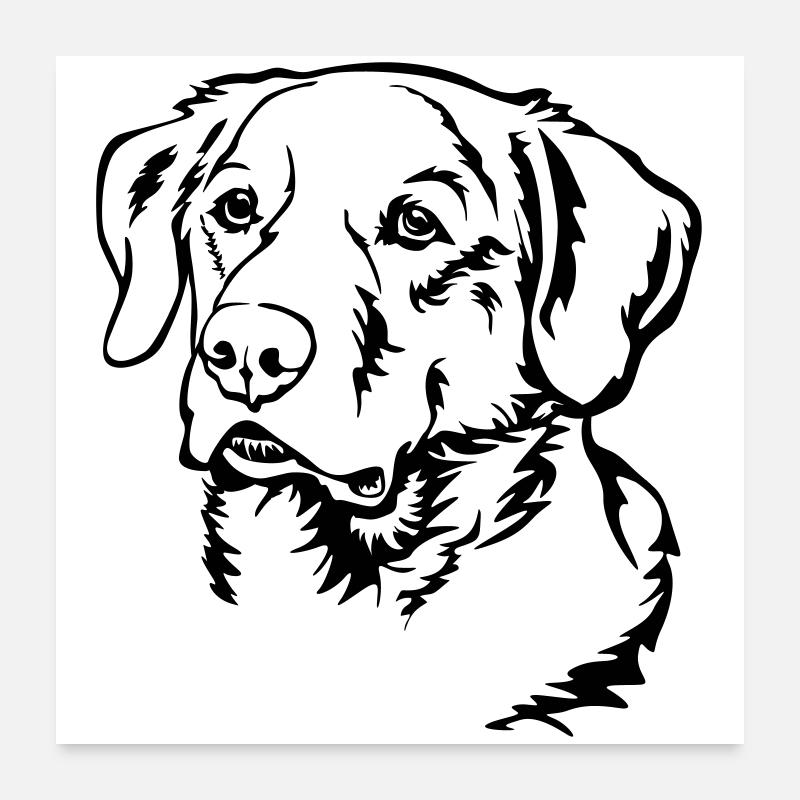Labrador Kopf - Poster 60x60 cm - Weiß