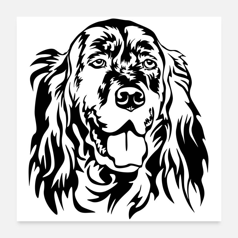 Tête de setter anglais - Poster 60 x 60 cm - blanc