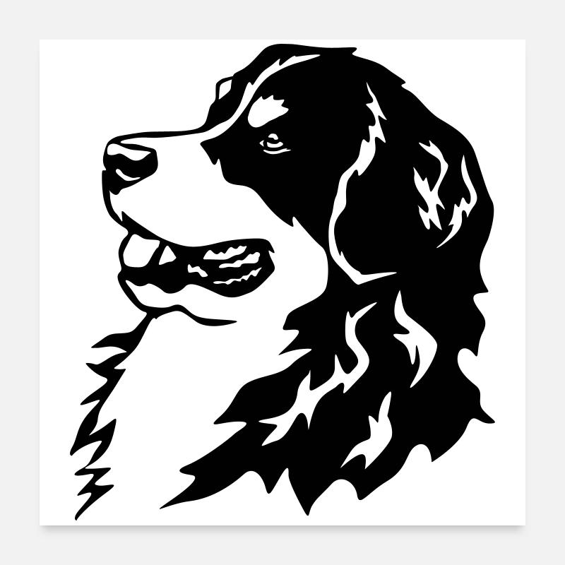 Berner Sennenhund Kopf Poster 60x60 cm