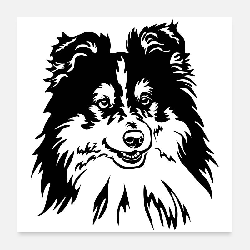 Sheltie Kopf - Poster 60x60 cm - Weiß