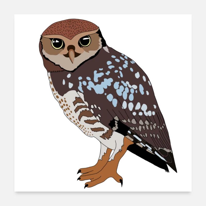 Hibou - Poster 60 x 60 cm - blanc