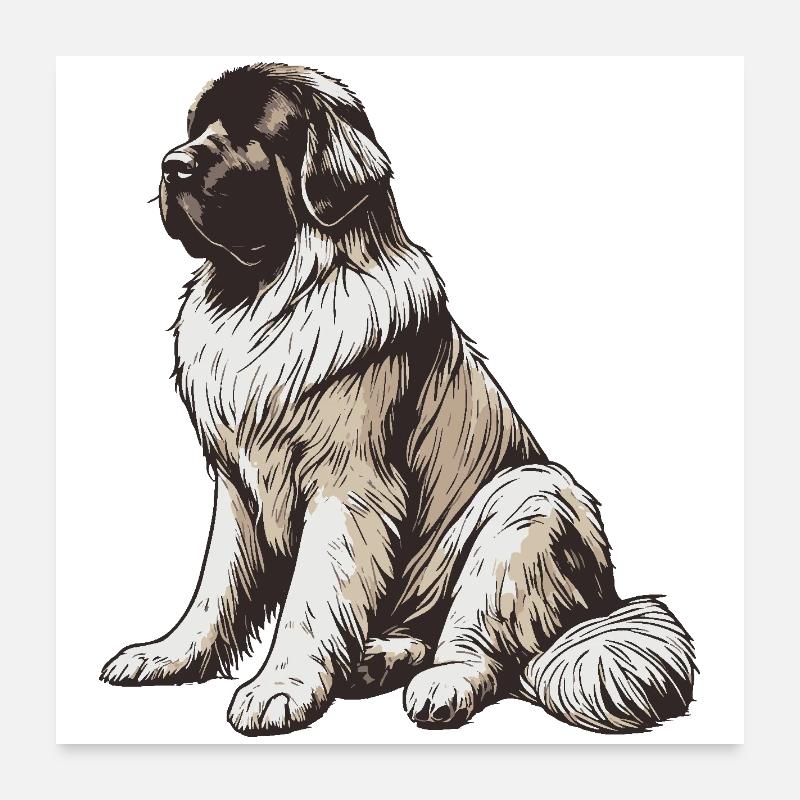 Terre-Neuve Poster 60 x 60 cm