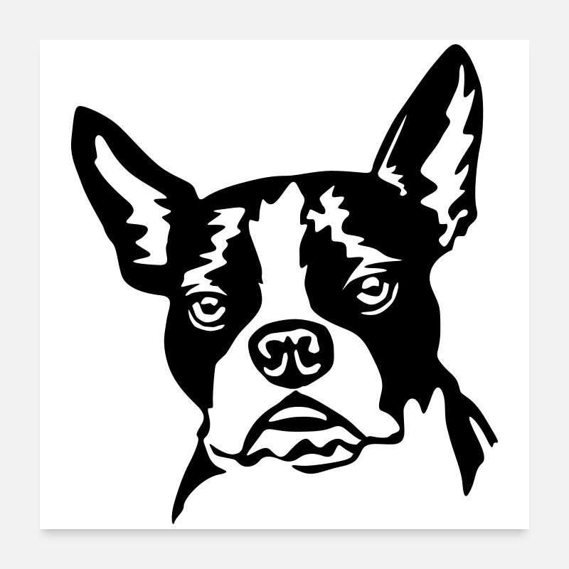 Boston Terrier Poster 60x60 cm